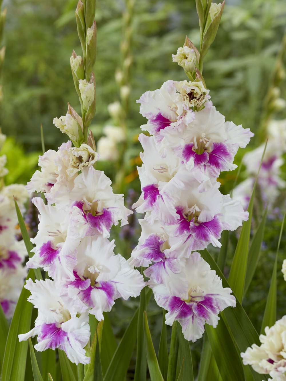 Gladiolus 'Violet Heart®'